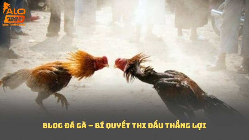 Blog Đá Gà – Bí Quyết Thi Đấu Thắng Lợi