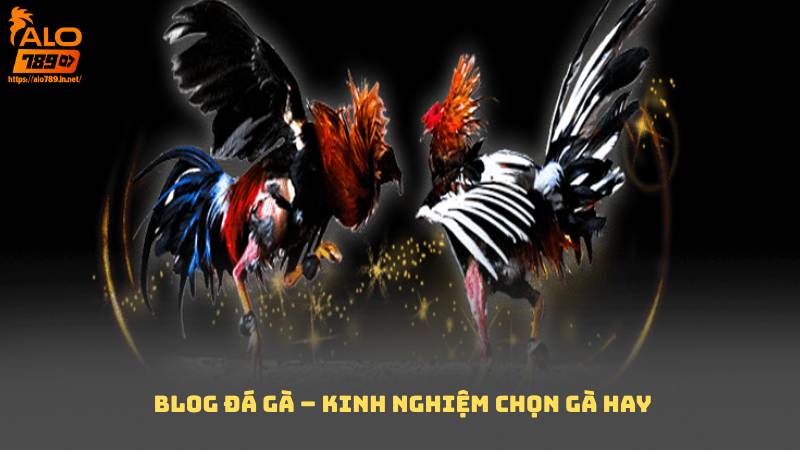 Blog Đá Gà – Kinh Nghiệm Chọn Gà Hay
